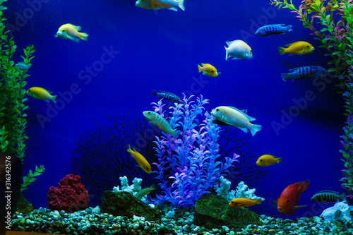 Picturesque sea aquarium. Underwater world. Sea fish of red and yellow color  coral reef  seaweed  ocean floor. Close up