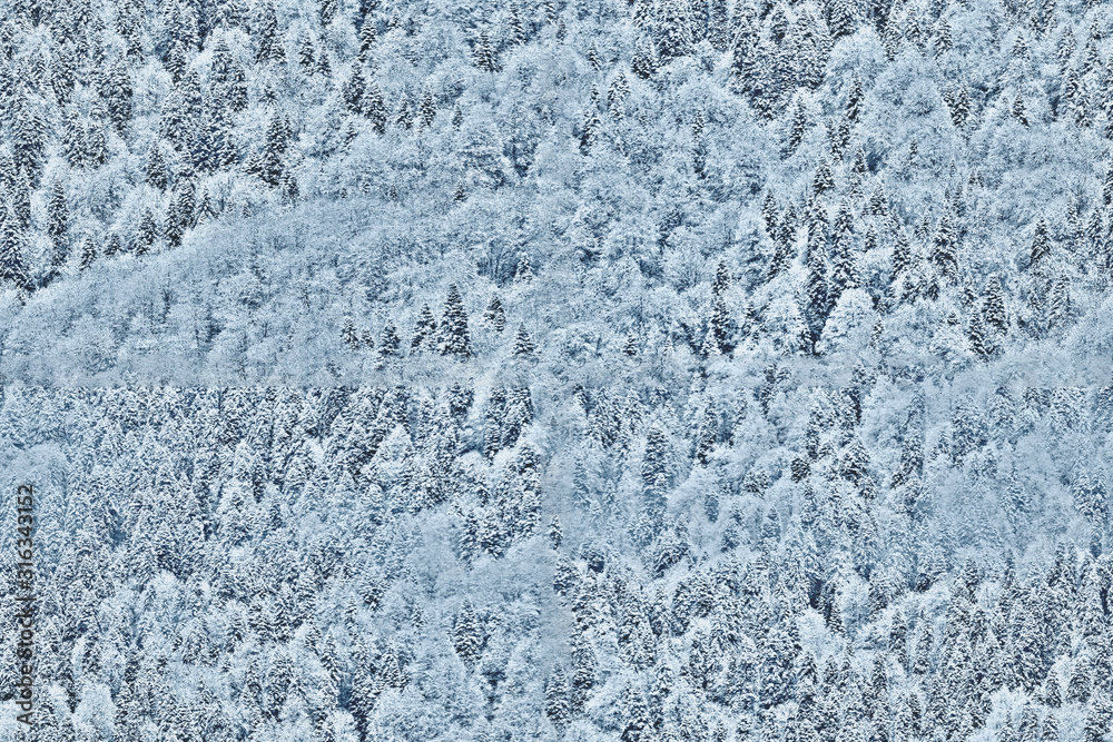 Winter forest covered with snow seamless pattern. Fir trees and Pines