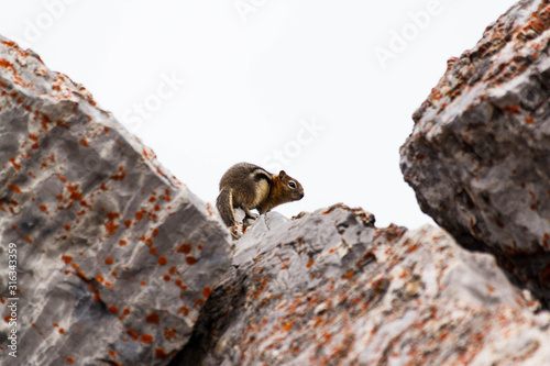 Streifenhörnchen in Kanada auf einen Felsen