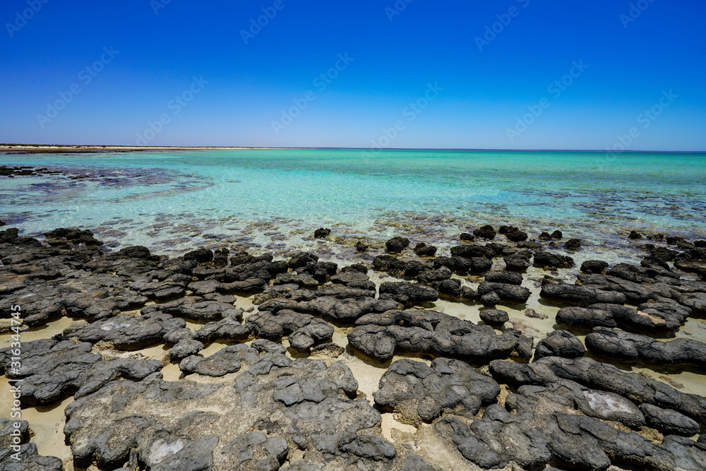 Stromatolites Hamelin Pool Shark Bay Western Australia