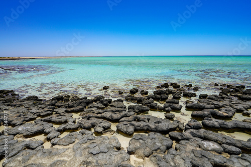 Stromatolites Hamelin Pool Shark Bay Western Australia