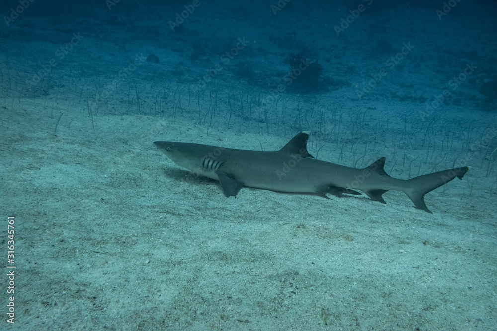 Fototapeta premium Whitetip reef shark, The Maldives