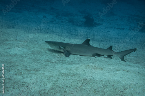 Whitetip reef shark, The Maldives © dvlcom
