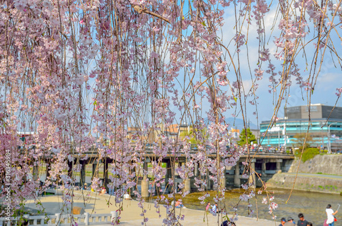 京都の鴨川と桜