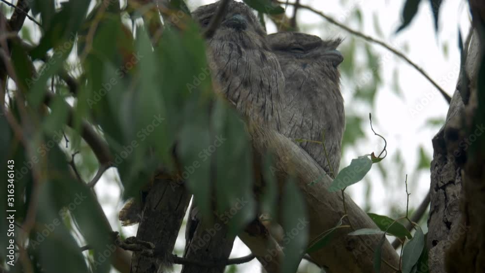 Tawny Frogmouth Couple Perched On A Eucalyptus Tree Branch, TILT UP Tawny Frogmouth Couple Perched On A Eucalyptus Tree Branch, TILT UP
