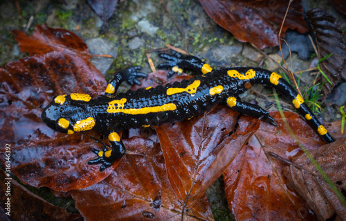 fire salamander or Salamandra salamandra