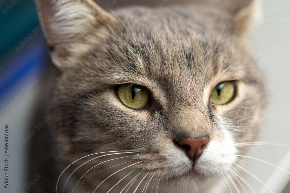 street cat look at me street cat look at me