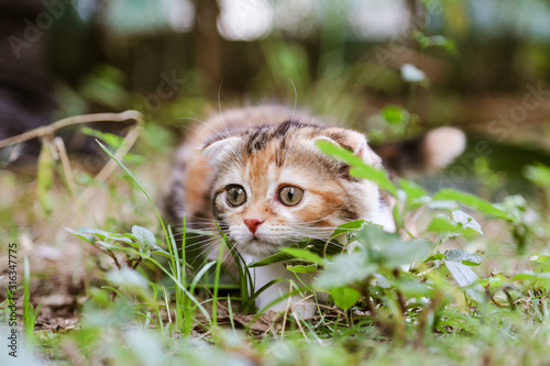 Scottish fold cat are playing in the garden. Tree color kitten are walking in the grass field in the morning.Kittens with folding ears are playing in the garden. photo