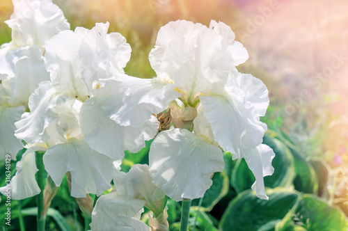 Beautiful white large iris flower in the garden on a Sunny day. Landscape design