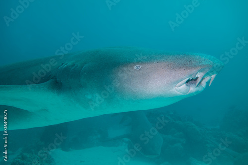 Nurse shark, The Maldives