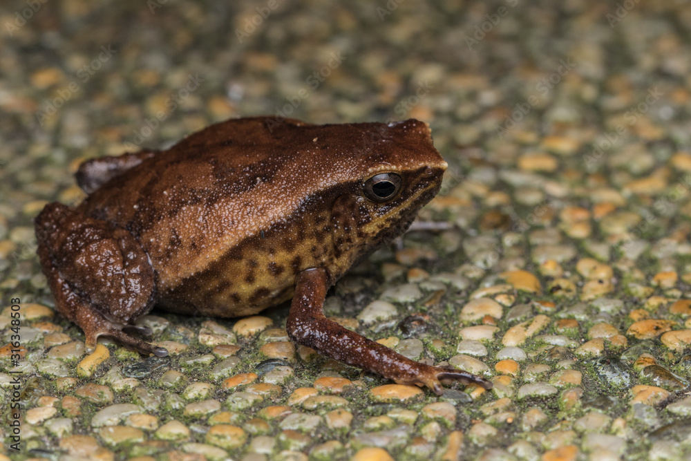 Macro image of Kinabalu Sticky Frog of Sabah, Borneo Island Macro image of Kinabalu Sticky Frog of Sabah, Borneo Island