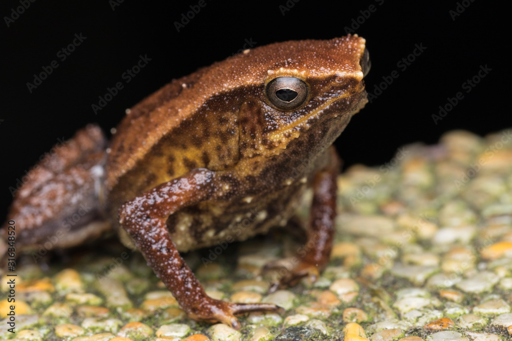 Obraz premium Macro image of Kinabalu Sticky Frog of Sabah, Borneo Island