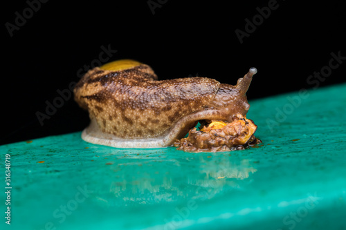 Brown Snail on green metal in Borneo Island