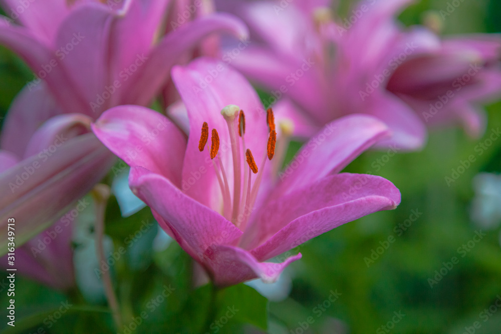 Bright pink Lily flowers on a blurred green background. close up view of garden beautiful lilies with stamens and pollen. Lily joop flowers blooming Bright pink Lily flowers on a blurred green background. close up view of garden beautiful lilies with stamens and pollen. Lily joop flowers blooming