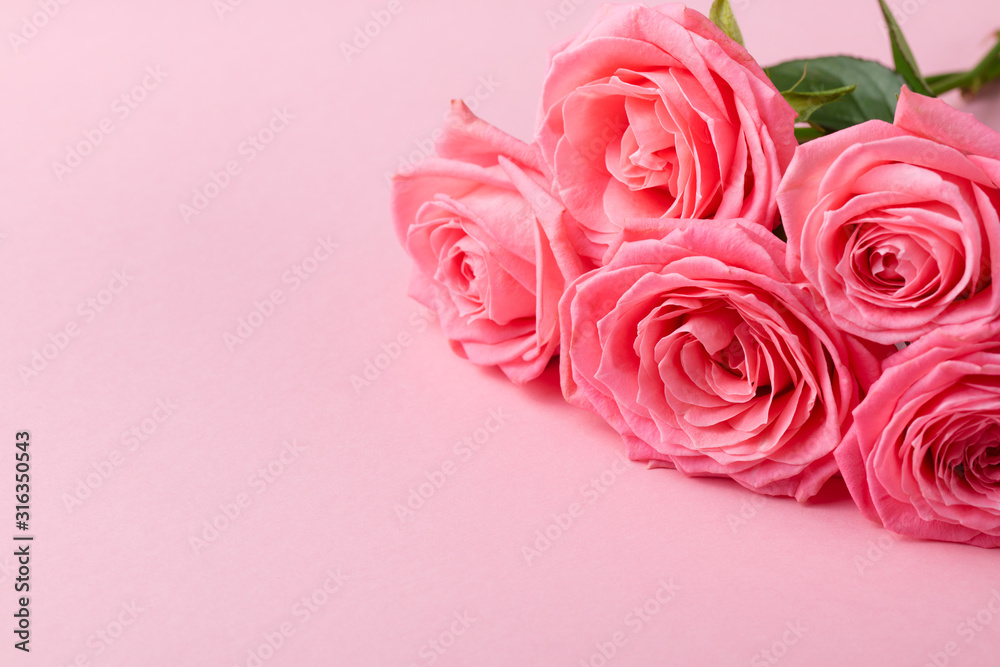 Rose flower on pink background. Close up. Copy space. Rose flower on pink background. Close up. Copy space.
