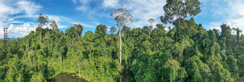 The Koompassia Excelsa  or Tualang or Mengaris tree between the Borneo wild Rainforest jungle. photo