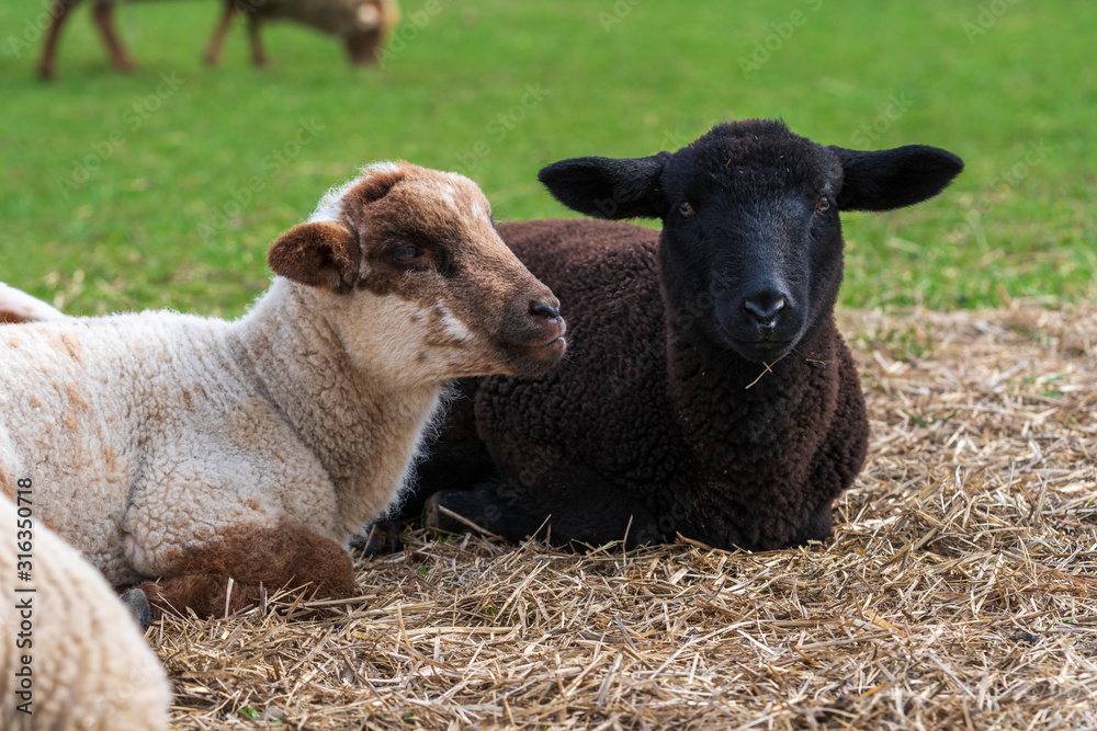 Fototapeta premium Portrait of cute white lamb and black lamb sitting on straw on green meadow in Germany. Concept of animal friendship, free-range husbandry, sheep farming, animal welfare, spring or Easter season