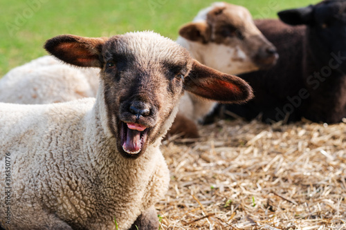 Close-up portrait of a crazy sheep, one cute little lamb with funny face looking at the camera. Two lambs sitting in blurred background. Concept of happiness, craziness, humor, free-range husbandry
