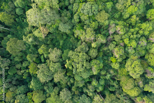 Aerial view of wild Borneo Rainforest or Rain Forest. © muslian