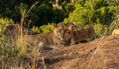 Mother and cub love - Lion
