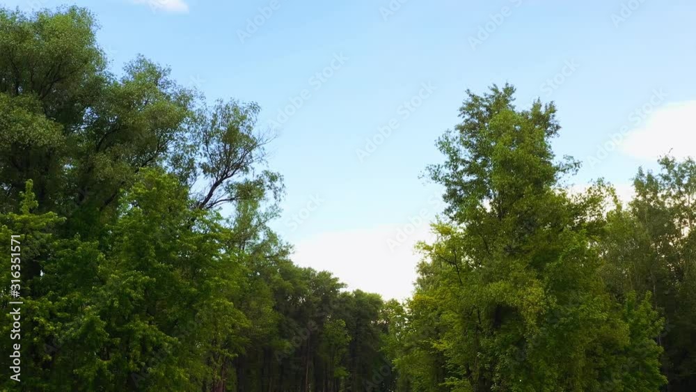 Wandering through beautiful green summer forest on peaceful day. Moving forward to pine trees wood under clear blue sky. Wandering through beautiful green summer forest on peaceful day. Moving forward to pine trees wood under clear blue sky.