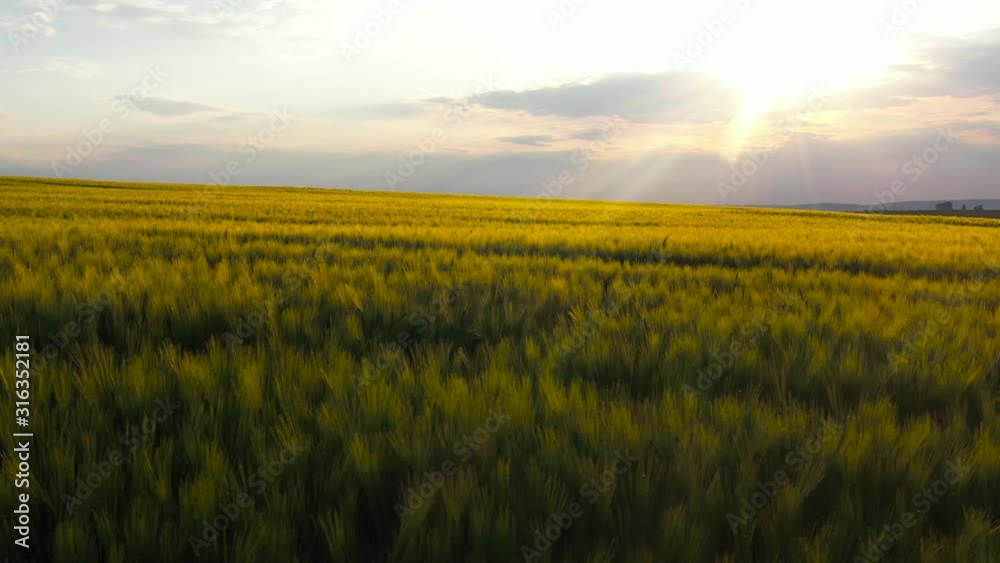 Beautiful view of a green field daylight agricultural industry landscape organic growth harvest plant drone farming nature grain sky environment spring grass farm summer rural close up