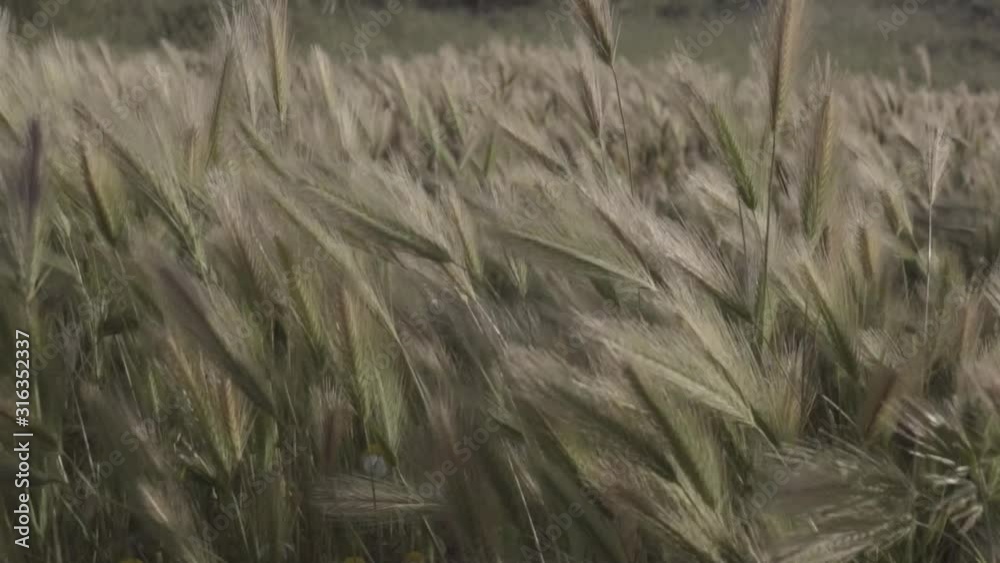 Plantas silvestres en movimiento al viento en el atardecer HD