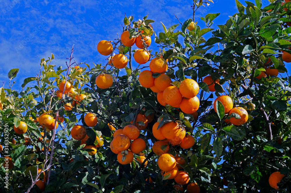 Colourful oranges growing roadside in Pafos Cyprus