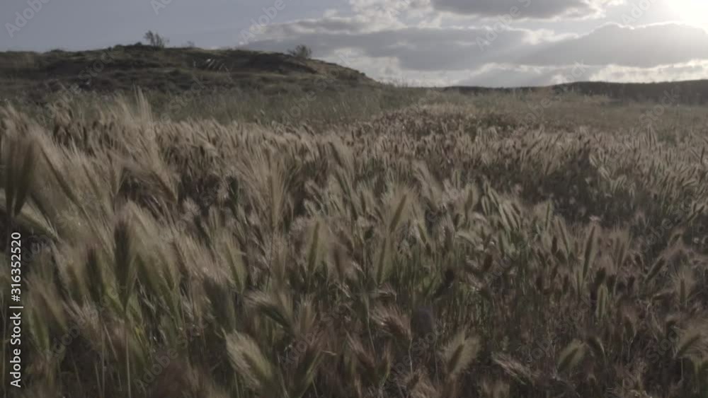 Plantas silvestres en movimiento al viento en el atardecer HD
