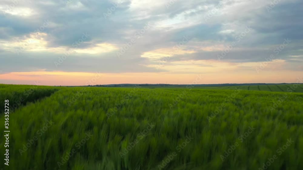 Close up view on green grass field daylight agricultural industry landscape organic growth harvest plant farming nature grain sky environment spring farm summer rural Close up view on green grass field daylight agricultural industry landscape organic growth harvest plant farming nature grain sky environment spring farm summer rural