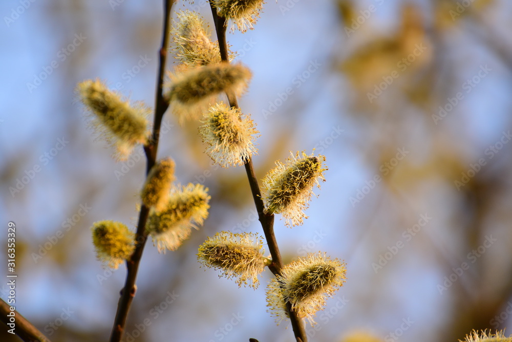 branch of willow branch of willow