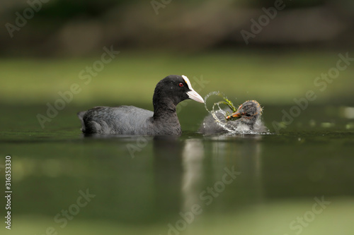 Blässhuhn Fulica atra © Dirk