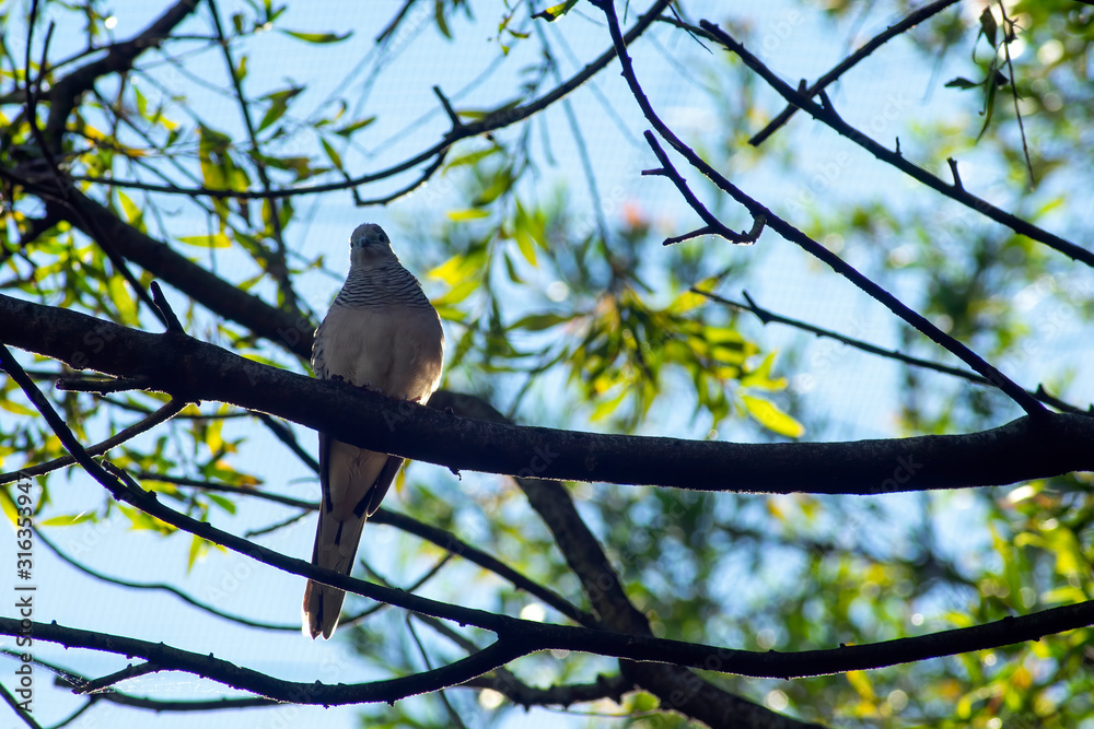 Peaceful dove viewed from below, Sydney, Australia