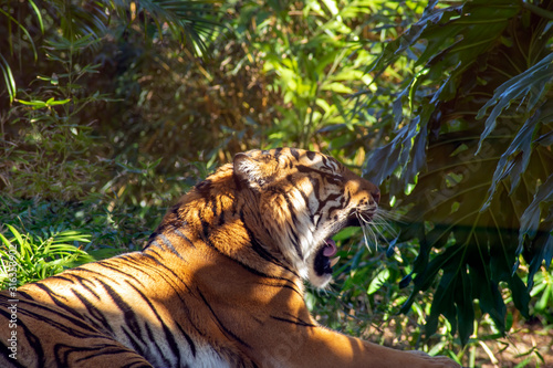 Yawning Sumatran tiger resting in shade