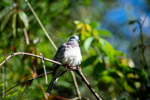 Peaceful dove perched on a branch, Sydney, Australia