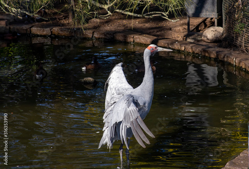 Brolga (antigone rubicunda), Sydney, Australia photo