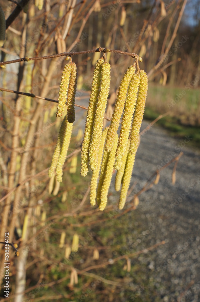 Trauer-Weide (Salix alba 'Tristis') ... Früchte von Salix alba. Früchte. Habitus/ Gestalt / Äußere Form von Salix alba. Habitus. Trauer-Weide (Salix alba 'Tristis') ... Früchte von Salix alba. Früchte. Habitus/ Gestalt / Äußere Form von Salix alba. Habitus.