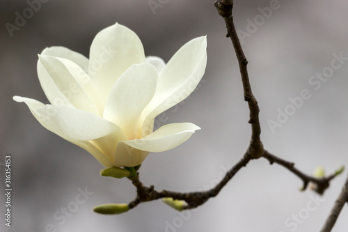 목련 photo