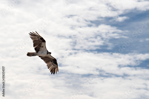 Osprey bird flying to the nest