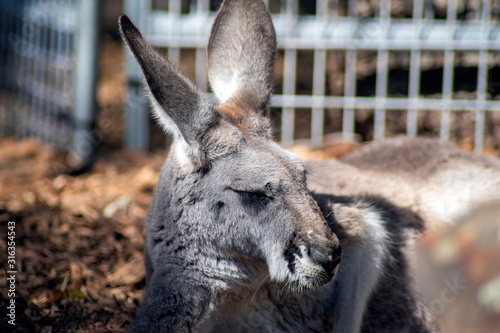 Head of female red kangaroo, Sydney, Australia