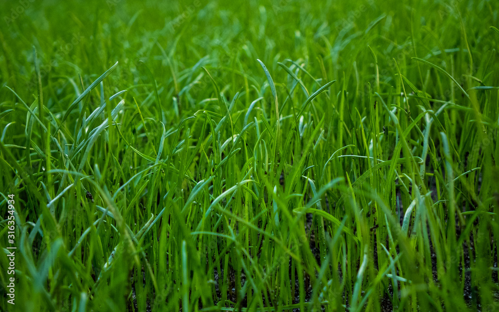 grass on a lawn on a warm summer day grass on a lawn on a warm summer day