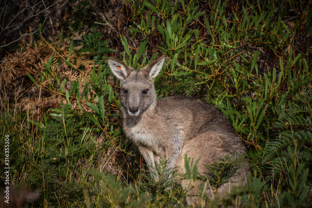 Victoria, Australia