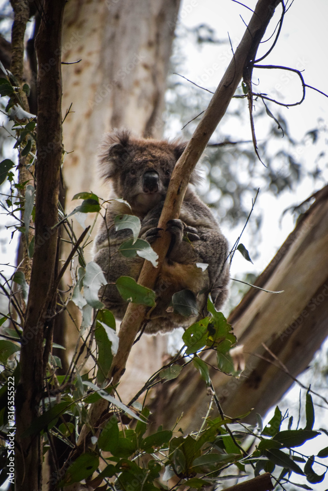 Fototapeta premium Great Ocean Road, Victoria, Australia