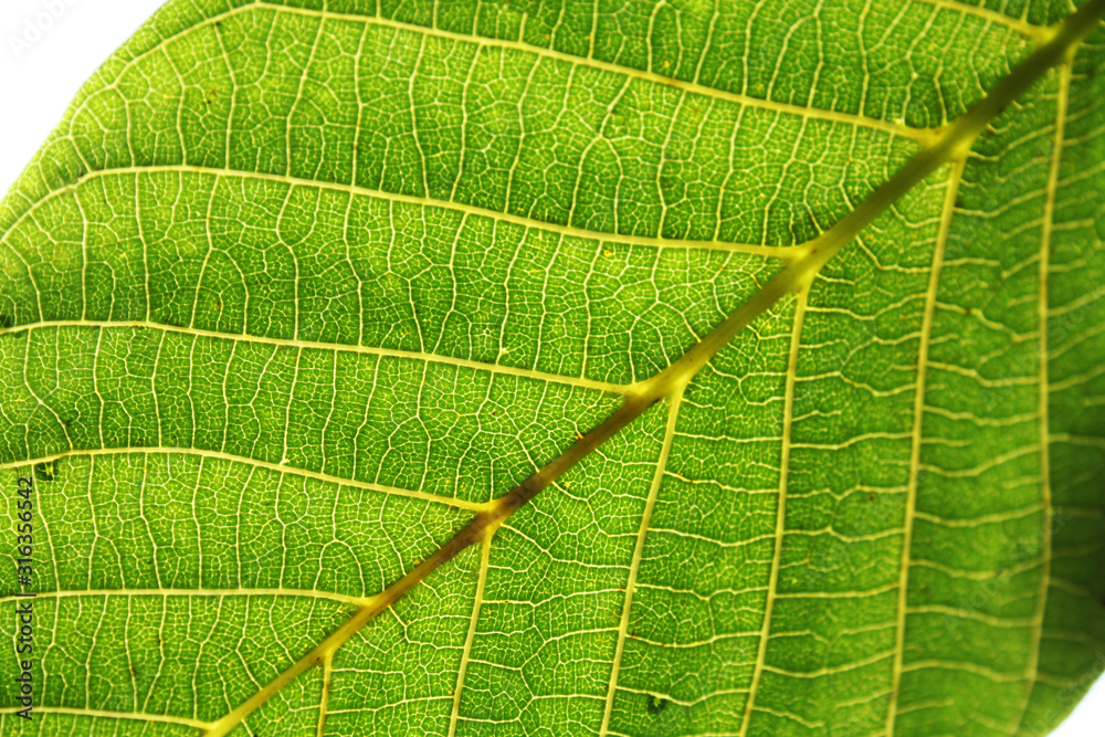 Walnut leaves under the sun light macro. Leaves texture background.