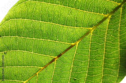 Obraz na płótnie Walnut leaves under the sun light macro. Leaves texture background. w salonie