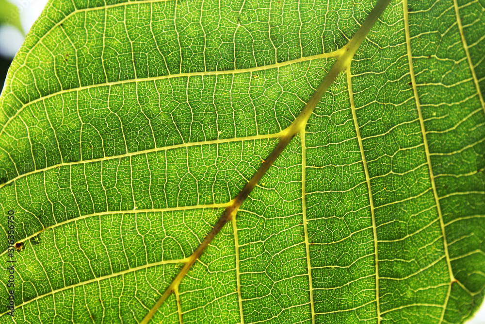 Walnut leaves under the sun light macro. Leaves texture background.