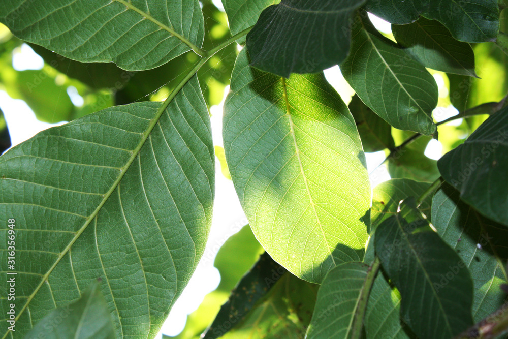 Walnut leaves under the sun light macro. Leaves texture background.