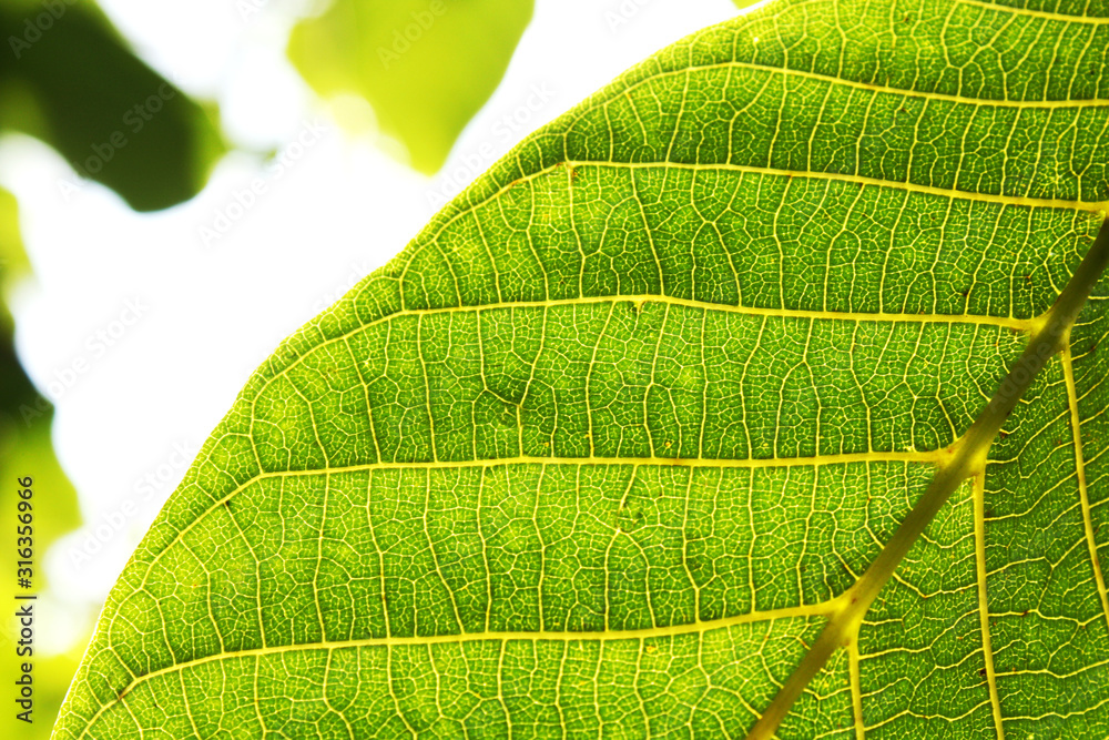 Walnut leaves under the sun light macro. Leaves texture background.