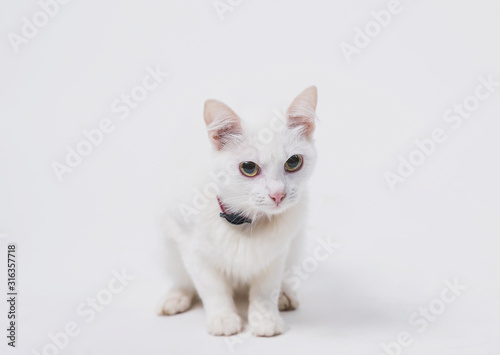 Fototapeta Naklejka Na Ścianę i Meble -  white cat on a white background playing with Christmas tinsel