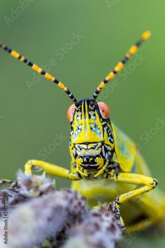 Close up of the head and feelers of an Elegant grasshopper (Zonocerus elegans), green background, Drakensberg, South Africa